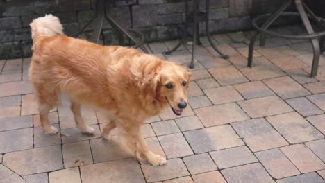 Golden-Retriver-Hembra-Cabriolas-En-Carmel-Patio-En-Cámara-Lenta