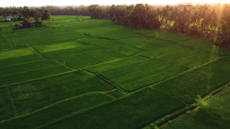 Video-Aéreo-En-Un-Increíble-Campo-De-Arroz-Paisajístico-Cerca-De-Ubud,-Terrazas-De-Arroz,-Bali,-Indonesia,-Con-Un-Dron,-Sobre-Terrazas-De-Arroz-En-Un-Hermoso-Campo-De-Arroz-De-Día