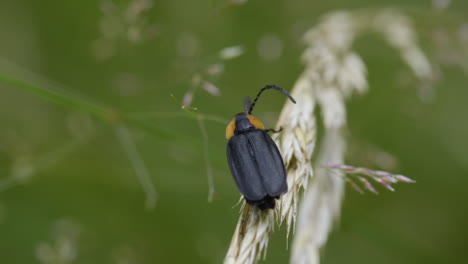 Insecto-Luciérnaga-Negro