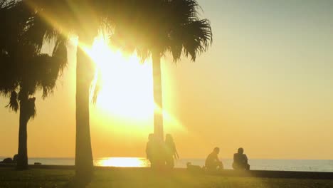 time lapse of palm tree and people near the beach