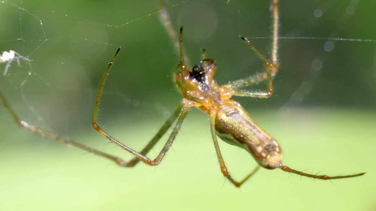 foto macro de una gran araña marrón moviendo su boca en cámara lenta