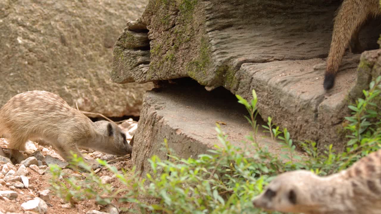 Un giovane cucciolo di suricato segue sua madre mentre cerca cibo vicino all'ingresso di una tana rocciosa.