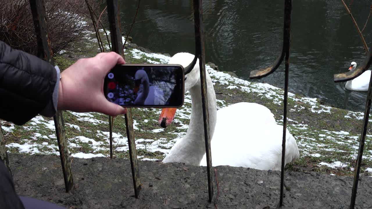 Person Filming White Swan with Smartphone in Winter Park