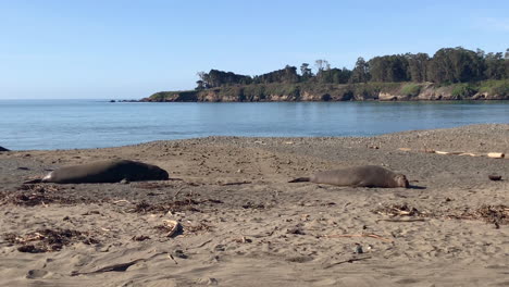 two elephant seals at the san simeon beach in central california