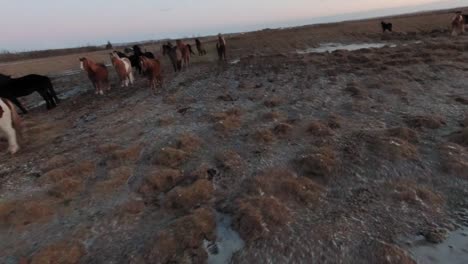 A-Group-Of-Icelandic-Horses-Standing-And-Grazing-In-The-Pasture-In-Iceland