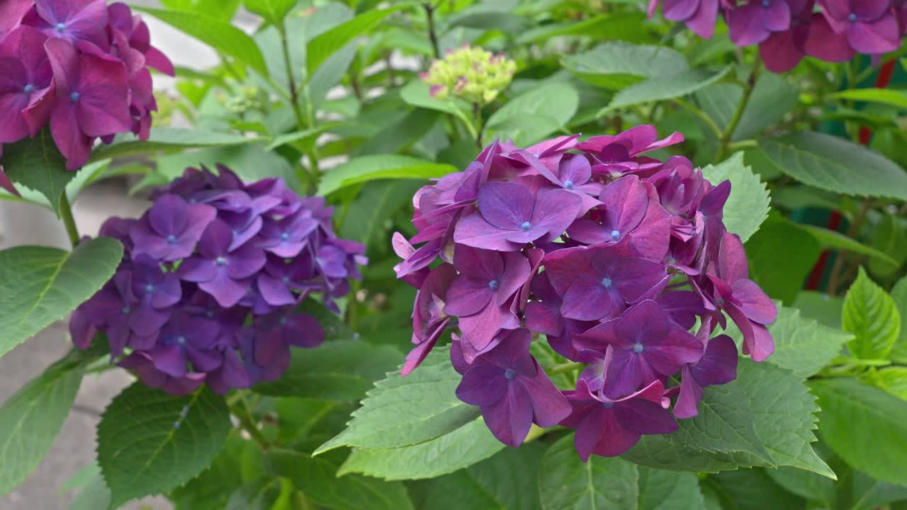 Close-up of vibrant purple and pink hydrangea blooms with a few buds, set against fresh green leaves, symbolizing early summer beauty.