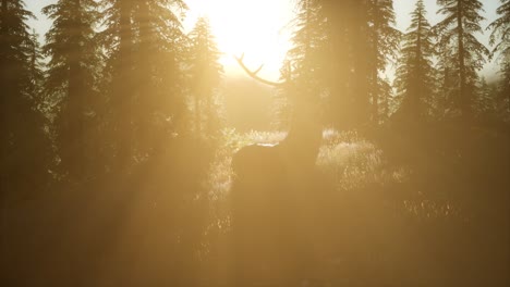 Hirschmännchen-Im-Wald-Bei-Sonnenuntergang