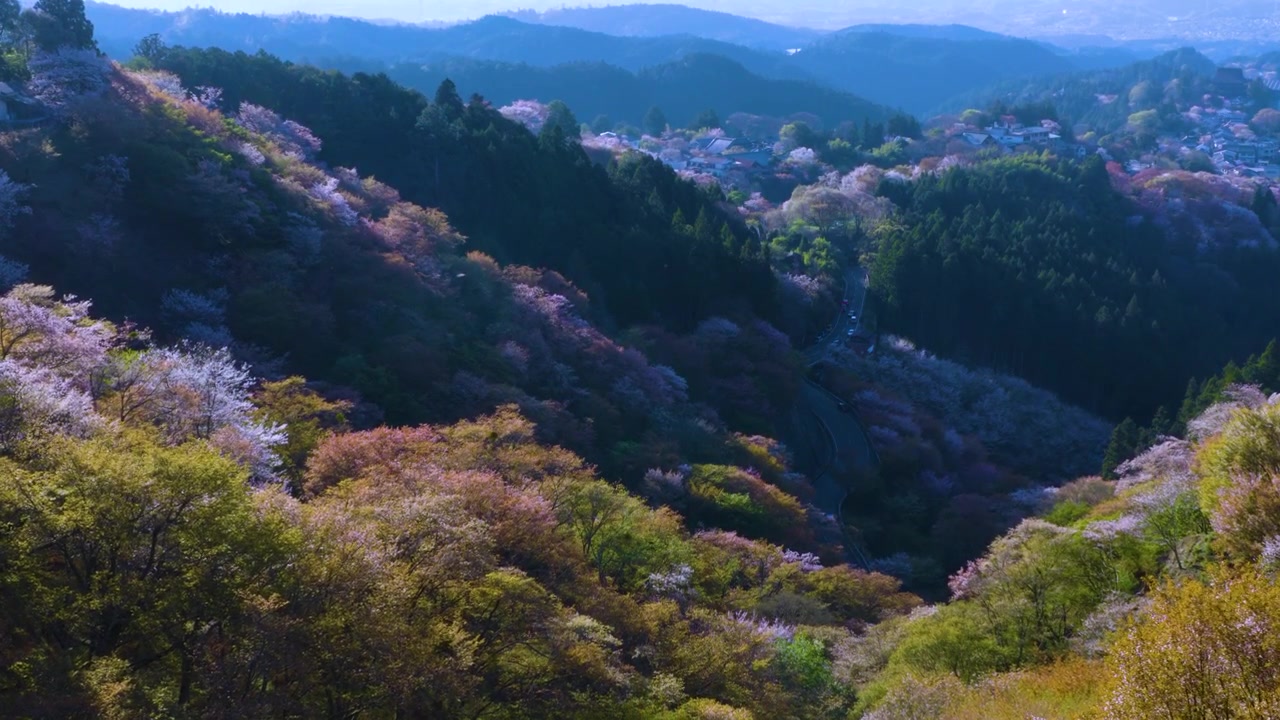 春の吉野山、桜の全景、日本 4K