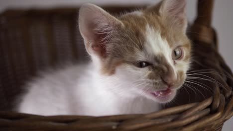 cansado lindo gatito blanco y jengibre bostezando primer plano