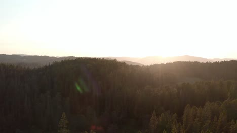 Dramatischer-Blick-Auf-Dichten-Wald-Während-Der-Goldenen-Stunde