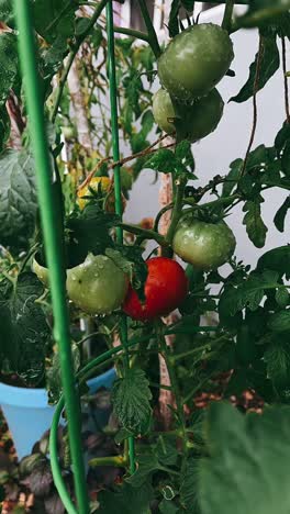 tomates cultivados en el hogar