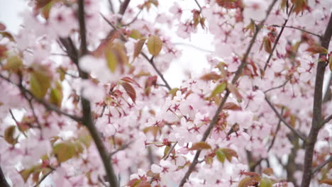 pétalos de árbol de sakura de color rosa brillante ondeando en el viento en un día nublado y brillante