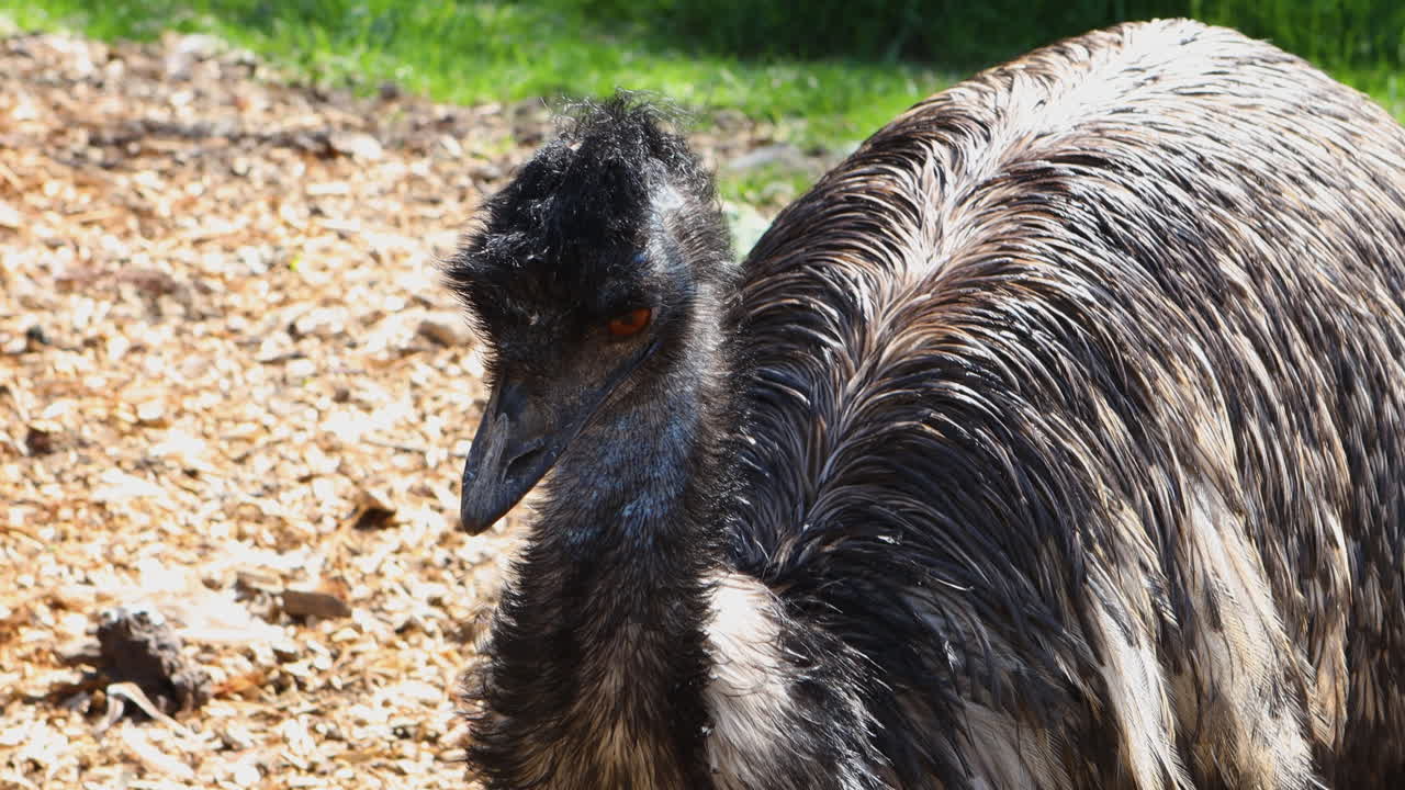 Emu Bird In The Battersea Park Children's Zoo. - closeup shot