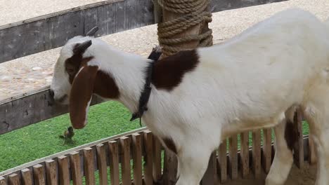 joven cabra en un corral