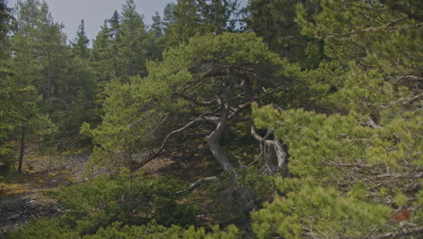 Bonsai-Baum