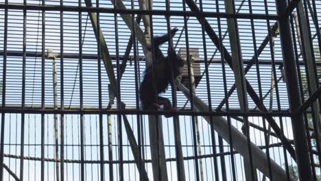 Ein-Junger-Schimpanse-Die-Gitterstäbe-Seines-Käfigs
