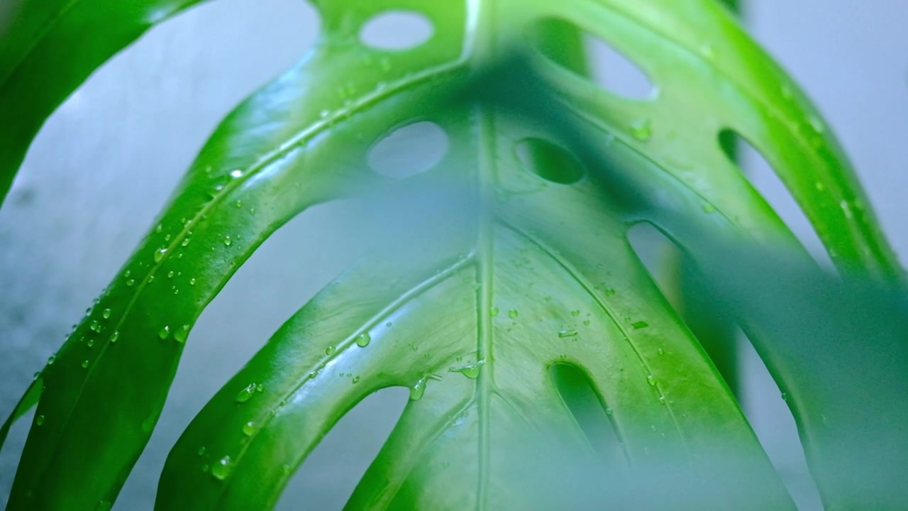 Una grande e impressionante foglia di Monstera Deliciosa con grandi fori e goccioline d'acqua.
