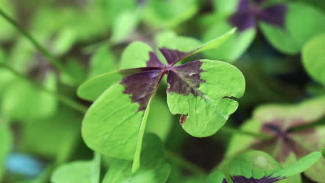 a four-leaf clover that is in focus and is surrounded by many other green clovers