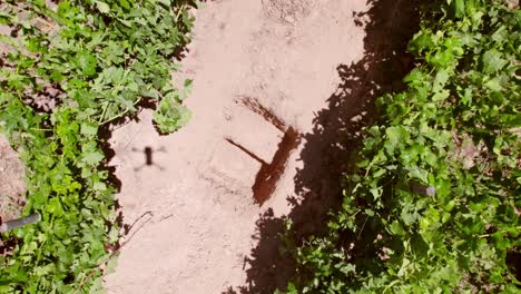 Rising-aerial-shot-of-the-lines-of-vineyards-in-the-Maule-Valley,-Chile