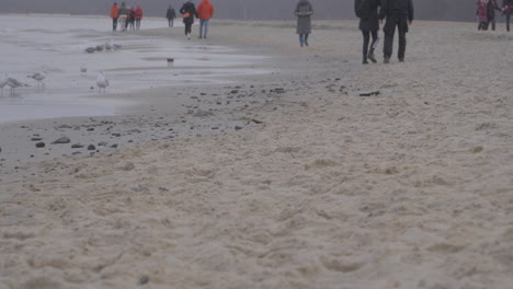 unrecognizable people tourists walking on redlowo beach in gdynia on a gloomy winter day when flock of seagulls strolling on wet sand