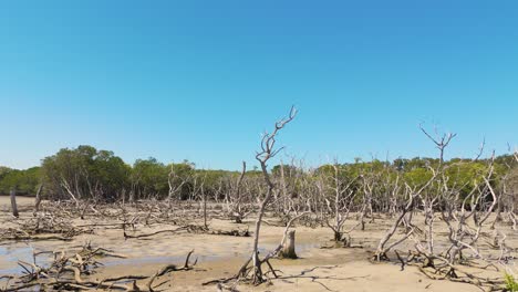 drone captura erosão costeira e árvores de mangue mortas