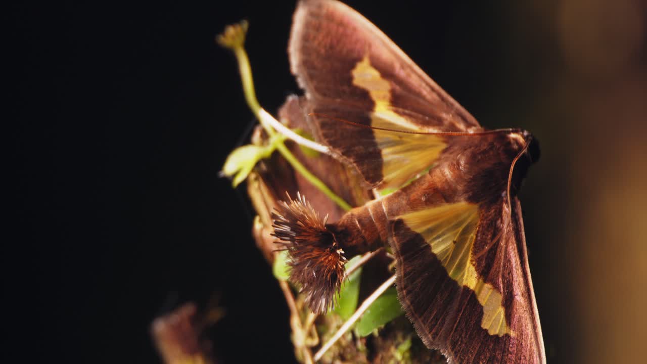 polilla de hocico marrón se sienta en una planta que marca su único órgano de olor peludo coremata libera feromonas durante el cortejo