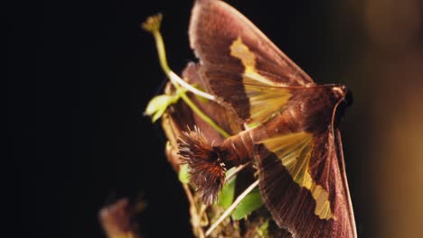 brown snout moth sits on a plants flagging its unique coremata hairy scent organ release pheromones during courtship