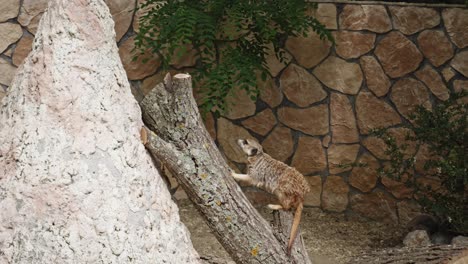 a meerkat climbs onto its stone lookout to watch over the herd against any potential danger