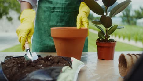 repotting a fiddle leaf fig