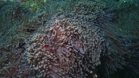 Primer-Plano-De-Peces-Muy-Pequeños-Que-Se-Mueven-Alrededor-De-Un-Arrecife-De-Coral-Mientras-El-Arrecife-Se-Balancea-Con-La-Presión-De-Las-Mareas