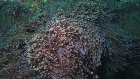 primer plano de peces muy pequeños que se mueven alrededor de un arrecife de coral mientras el arrecife se balancea con la presión de las mareas
