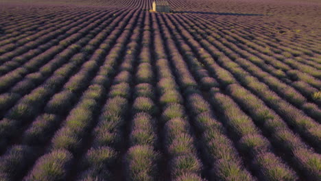 meseta de valensole campo de lavanda y casa al atardecer en haute alpes provence france vista aérea