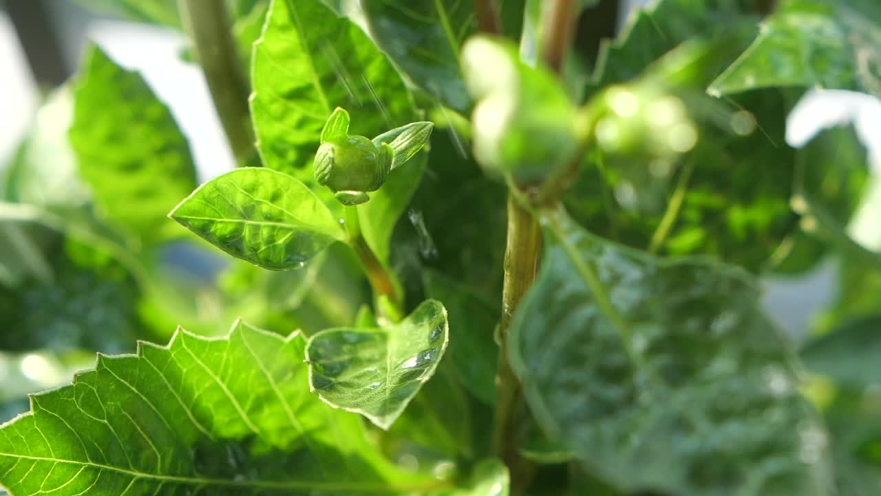 Close-up of green plant leaves with water droplets