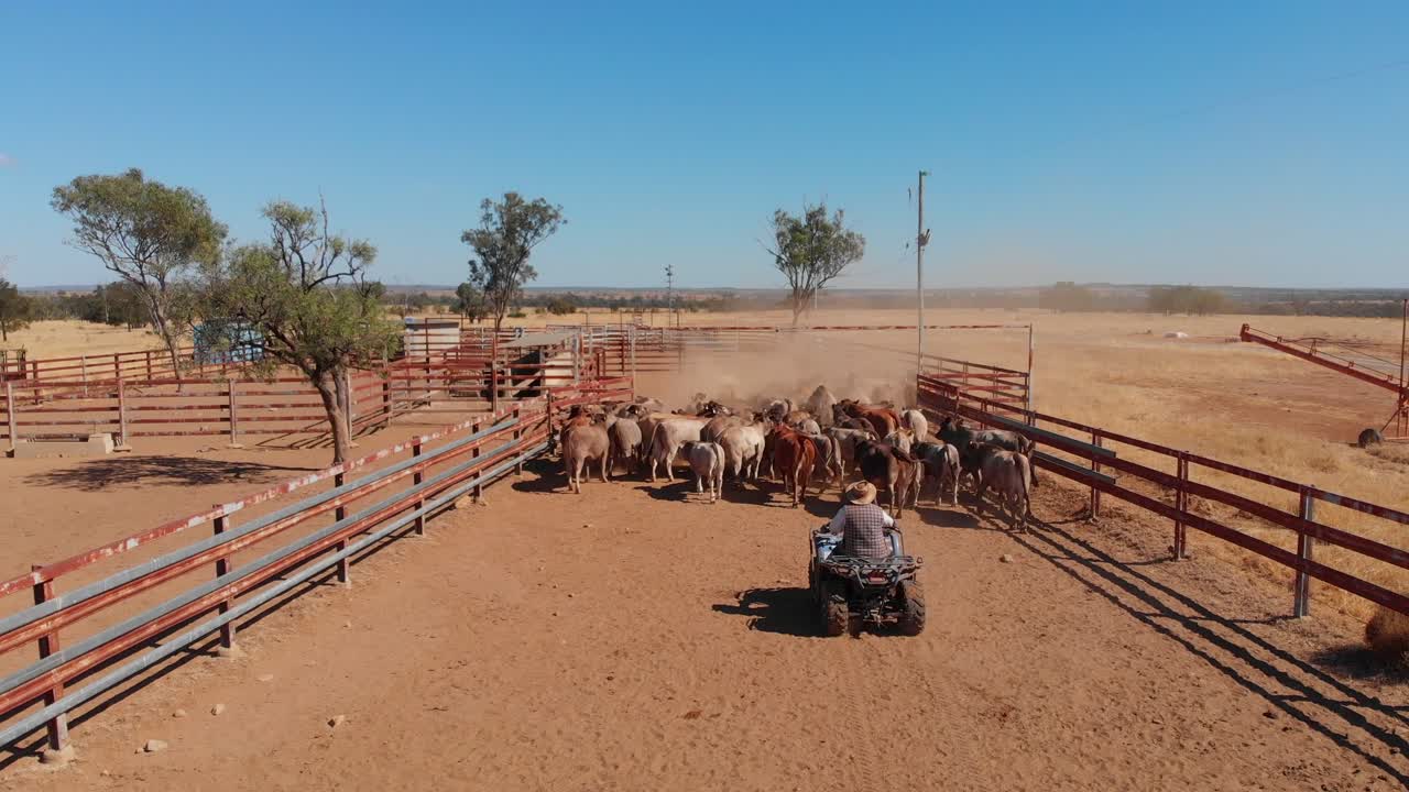 Kvægsamling i outback-kvægfolde i Emerald, Queensland, Australien