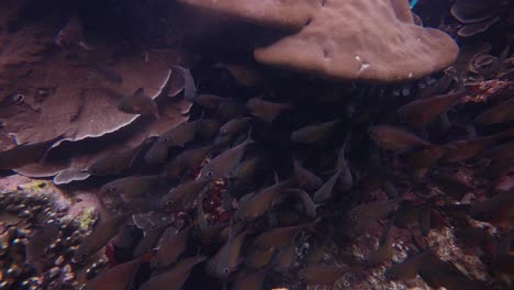 school of small brown coloured fish swimming near the bottom of the ocean with rocks covered in barnacles and sea plants in the background