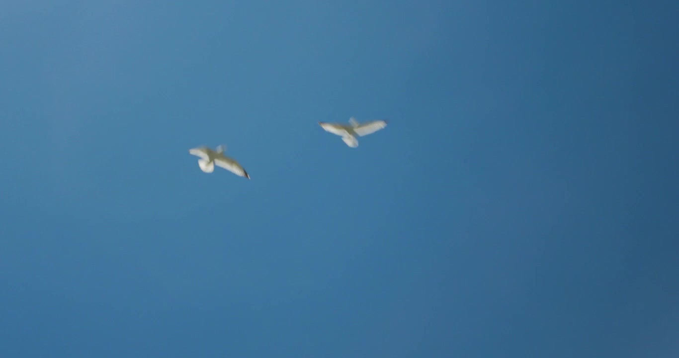 Singular Seagull flying past others, being tracked by camera, Cinema 4K (4096x2160) Bristol, UK.