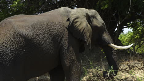 Männlicher-Afrikanischer-Elefant,-Der-Nach-Einem-Bad-Im-Fluss-Auf-Ästen-Frisst