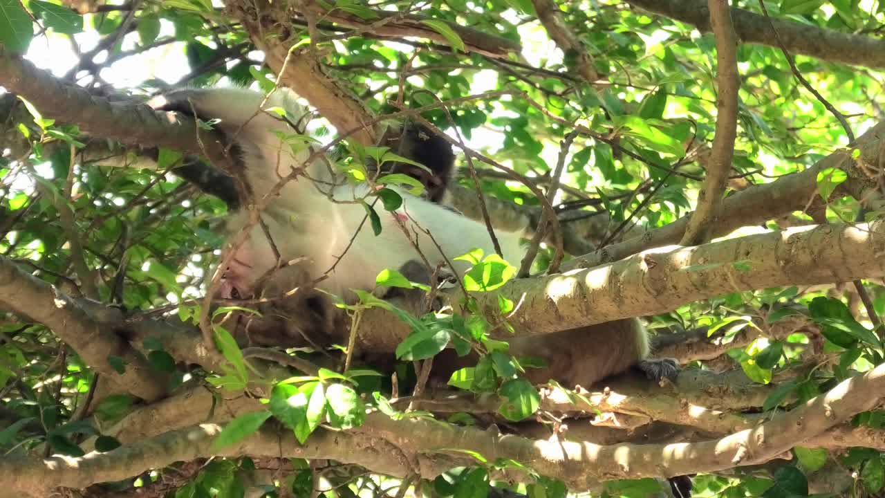 Group of wild monkeys relaxing in trees on Monkey Island in Nha Trang, Vietnam, showing natural behavior in their tropical forest habitat