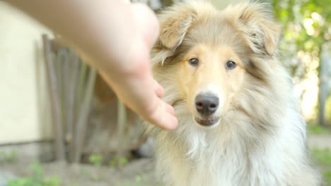 Rough-Collie-sniffs-Caucasian-hand-and-walks-off