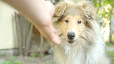 el collie áspero huele la mano caucásica y se va
