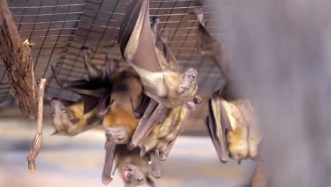 colony of bats hang upside down from wire mesh scurrying and crawling around