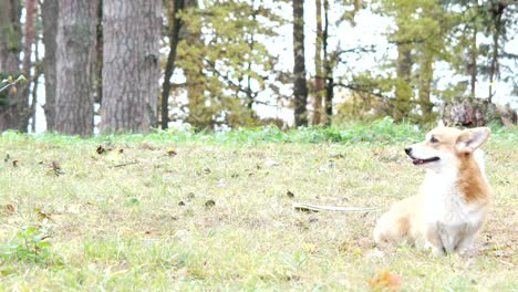 el corgi galés en el césped