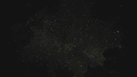 time lapse of a starry night sky surrounded by dark forest