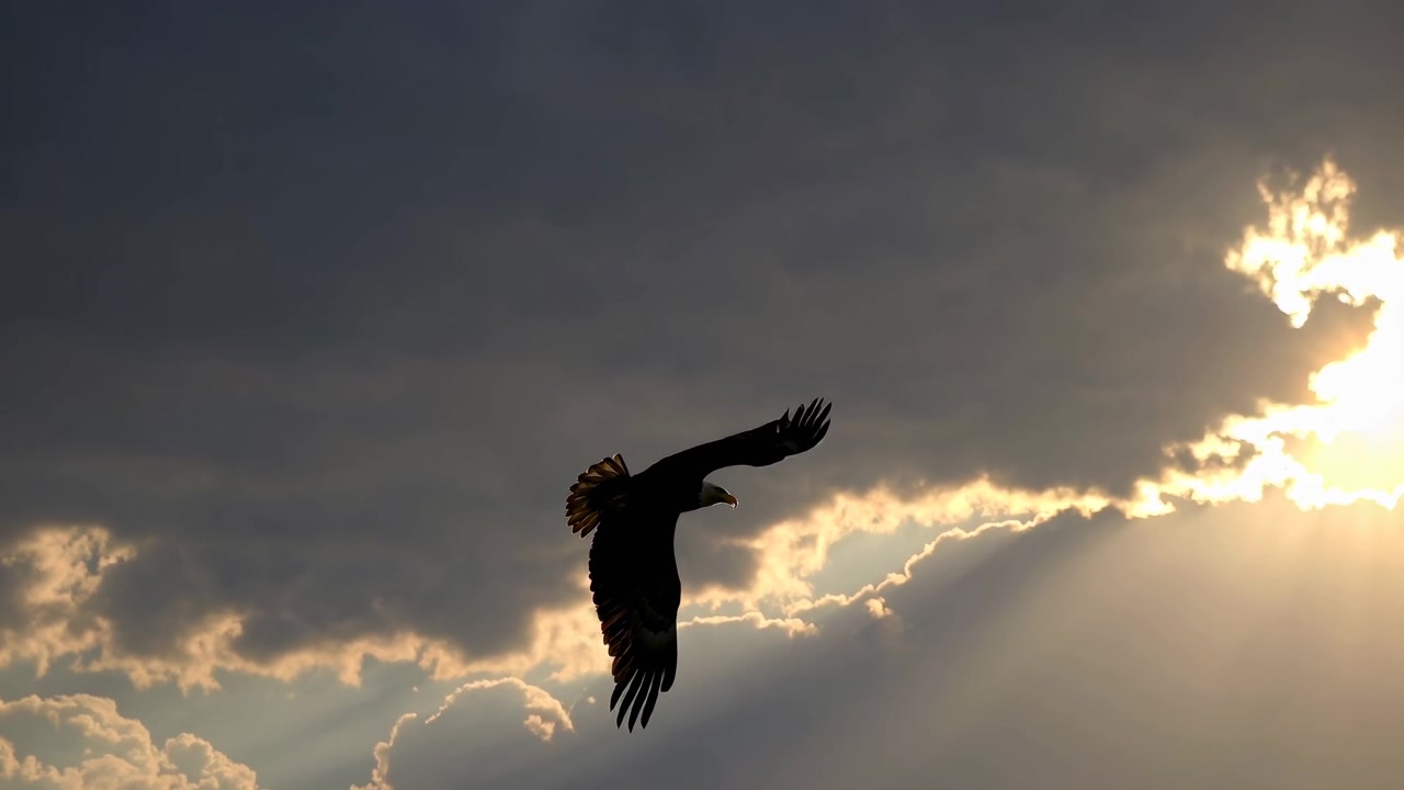 Amerikaanse zeearend vliegend tegen dramatische zonsondergangwolken