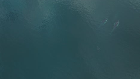 Finwale-Wandern-Saison-Im-Pazifischen-Ozean,-Luftdrohnenansicht
