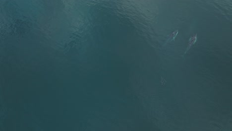 fin whales migrating season in pacific ocean, aerial drone view