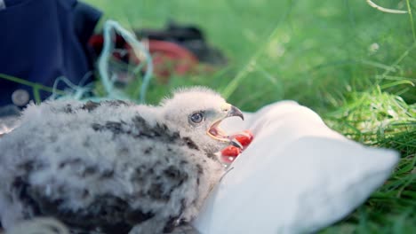 Mann-Berührt-Mäusebussardküken-Während-Der-Vogelberingung