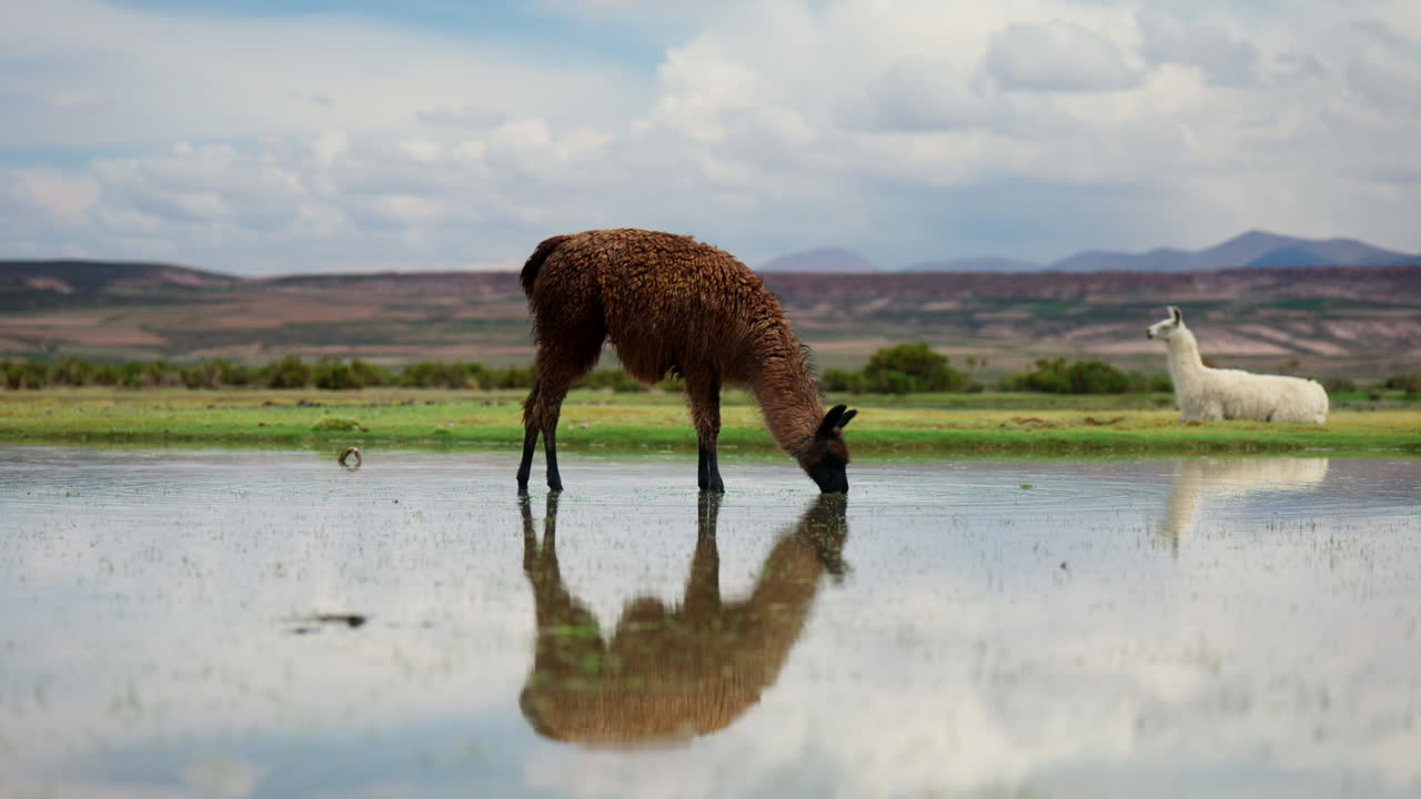 Reflection in shallow water as llama graze in Siloli desert after rains, Bolivia
