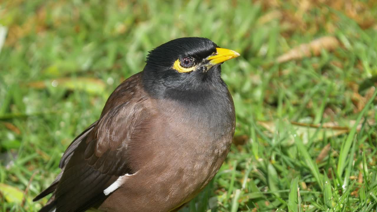 Nærbillede af en almindelig myna-fugl, der sidder på en græsplæne, før den hopper væk
