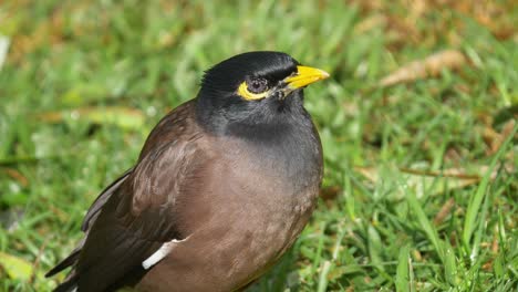 Gemeiner-Myna-Vogel-Aus-Nächster-Nähe-Sitzt-Auf-Einem-Rasen,-Bevor-Er-Weghüpft